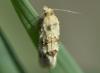 Aethes williana